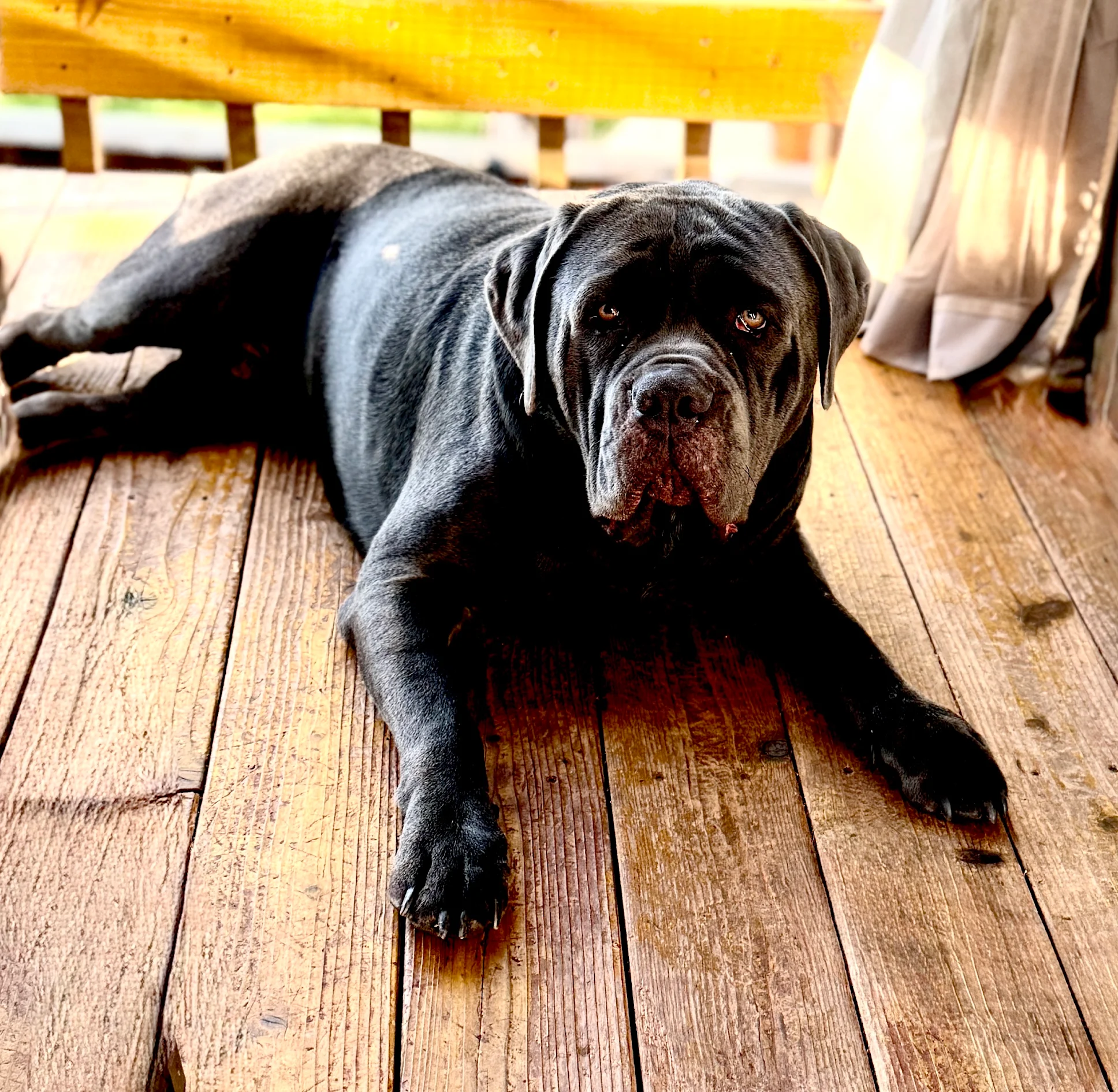 Santo, a dog trained by Confident Canines Academy for reactivity & aggression